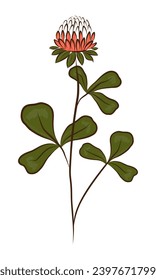 RED CLOVER IN THE VECTOR