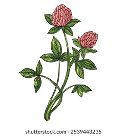 Red clover vector botanical illustration 