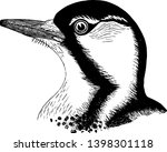 Red cockaded Woodpecker in which body spotted and crosswise banded vintage line drawing or engraving illustration.