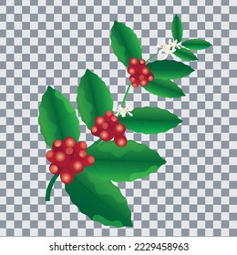 Red coffee arabica beans and flowers on branch,Coffee tree branch with berries vector illustration