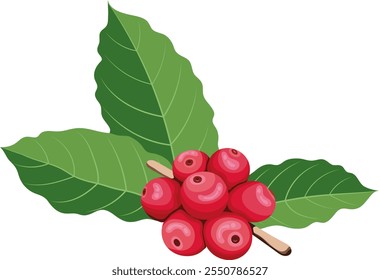 Red Coffee Beans Fruit with Branch and Leaves Illustration Isolated on White Background