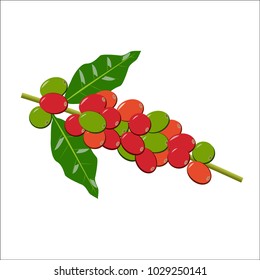 Red coffee cherries, raw coffee bean on white background - Vector