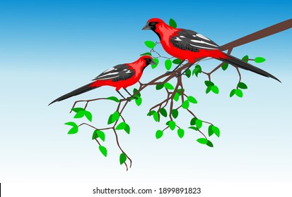 Red color birds  sitts on tree branc , blue background, vector