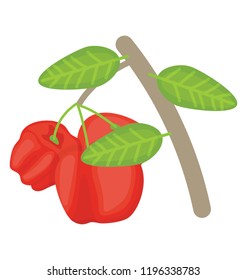 
Red colored berry fruit called rose apple 
