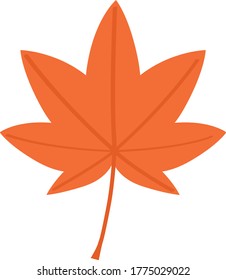 Red colored maple in the autumn