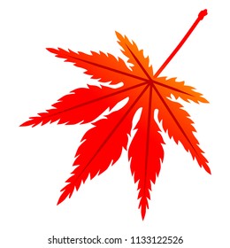 Red colored maple leaf