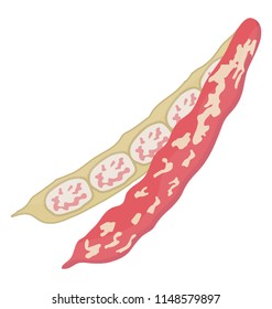 
Red colored peas skin denoting raw cowpea icon
