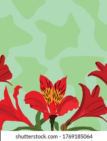 Red colored Peruvian lily flowers