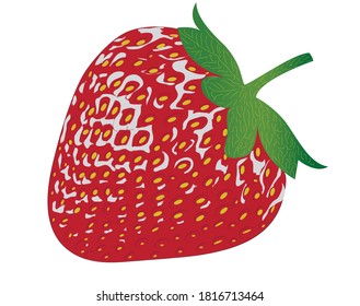 red colored strawberry fruit vector illustration on a white background with space for text.