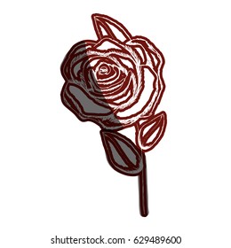 red contour with stem of rose with flower and leaves vector illustration