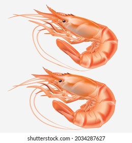 Red cooked prawn or tiger shrimp isolated on white background as package design element.illustration vector