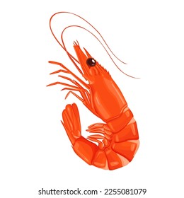 Red cooked shrimp or prawns isolated on white background.Vector  illustration cartoon style.