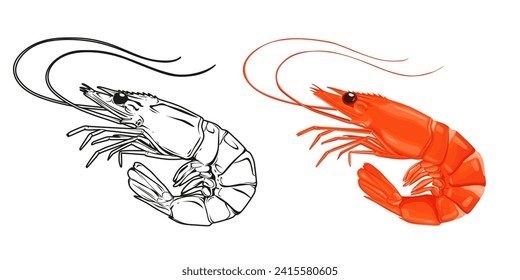 Red cooked shrimp and vector hand drawn shrimp isolated on white background, cartoon style.Vector.