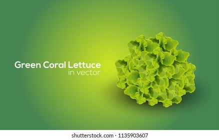 Lechuga de coral rojo