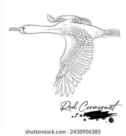Red Cormorant, realistic bird hand drawn vector illustration