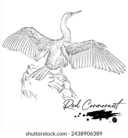 Red Cormorant, realistic bird hand drawn vector illustration