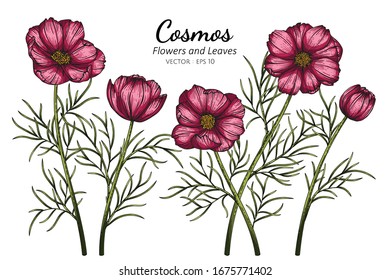 Rote Kosmos-Blume und Blatt-Zeichnungsgrafik mit Linien-Kunst auf weißem Hintergrund.



