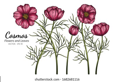 Red Cosmos Flower And Leaf Drawing Illustration With Line Art On White Backgrounds.