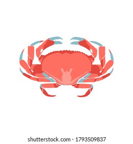 Red crab fresh marine creature. Delicacy seafood menu, fish market design. Organic natural healthy nutritious vegetarian food cartoon vector illustration isolated on white background