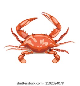 Red Crab as fresh seafood or shellfish food vector drawing