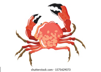 Red crab, illustration, sea food vector on white background.