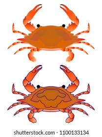 Red crab isoleted on white.. Flat Gradient Sea Food Concept