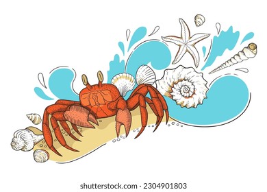 Red crab on a sunny beach in the sand. Realistic shells, crab and starfish at the sea. Graphic sketches of crustacean animal. Vector illustration