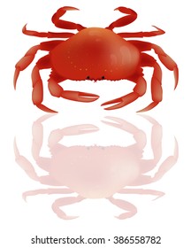 Red crab on white background. Seafood menu for meal or dinner. Healthy eating. Marine product. Design for restaurant menu, logo, promo poster, flyer or product packaging.Vector