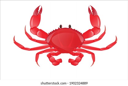 Red crab, sea creature. Colorful cartoon character.
red crab vector illustration. Sea creature in flat design. Shell crab icon isolated on white background. Water animal with claws