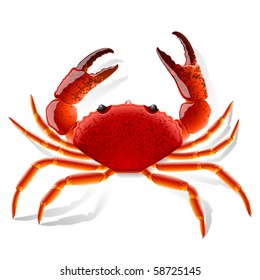 Red crab. Vector illustration.