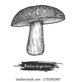 Red cracking boletus sketch or vintage vector illustration of wood mushroom. Sign design for edible fungus. Vegetarian or vegan food ingredient. Boletus chrysenteron. Cook and recipe, botany theme