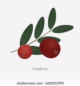 Red cranberries are an edible plant and green leaves. Tasty, healthy berries of a cranberry bush on a gray background.