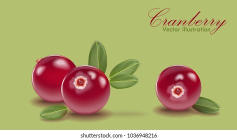 Red cranberry set with leaf on green background. Cranberries for juice, pudding, smoothie, sauces ads. 3d realistic icon package design. Lingonberry, cowberry, foxberry. Vector EPS 10
