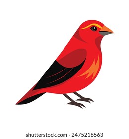 Red Crossbill bird illustration on white