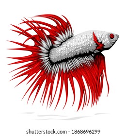 Red Crown Tail Betta Fish Vector isolated on White Background