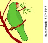 red crowned amazon parrot