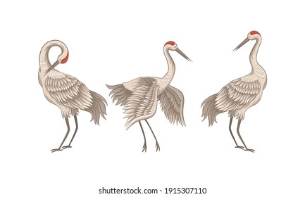 Red Crowned Crane Standing Spreading Wings and Tilted Head Down Vector Set