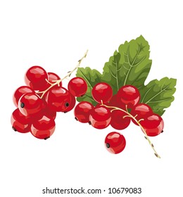 red currant