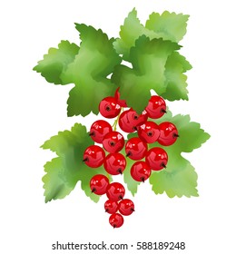 Red currant berries. Hand drawn vector illustration of sprig of redcurrant with bunch of berries and green leaves on white background.