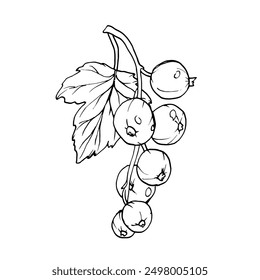 Red currant berries isolated on white background. Hand drawn vector botanical illustration. Clip art berry branches sketch. Summer fruit engraved style illustration