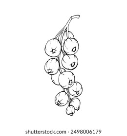 Red currant berries isolated on white background. Hand drawn vector botanical illustration. Clip art berry branches sketch. Summer fruit engraved style illustration