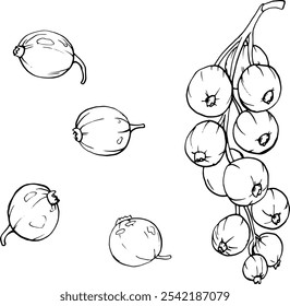 Red currant berries isolated on white background. Hand drawn vector botanical illustration. Clip art berry branches sketch. Summer fruit engraved style illustration