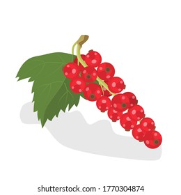 Red currant berries on a white background. Delicious appetizing ripe berries, dessert. Vector illustration