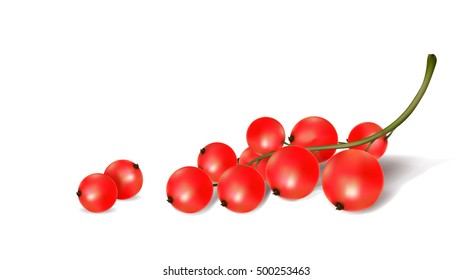red currant berries on a white background