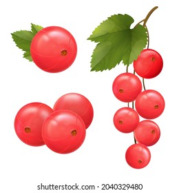 Red currant berries. Realistic vector illustration of currant branch with green leaves isolated on white background