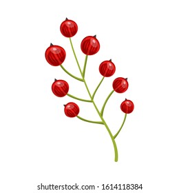 Red currant berries. Set of hand drawn vector illustrations of sprigs of redcurrant with bunch of berries and green leaves on white background