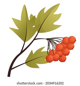 Red currant berries. Set of hand drawn vector illustrations of sprigs of redcurrant with bunch of berries and green leaves on white background.