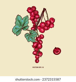 Red currant berry, currant twig and green leaves. Berry vector illustration. Design element for wrapping paper, textiles, covers, cards, invitations.