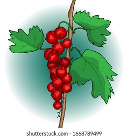 Rote Johannisbeere. Vektorillustration