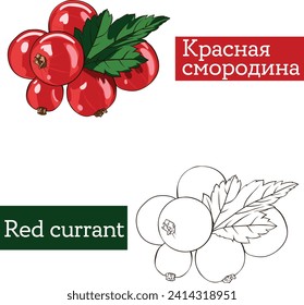 Red currant black and white and color illustration